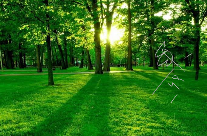 Green forest