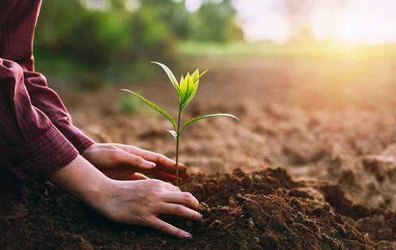 Tree plantation