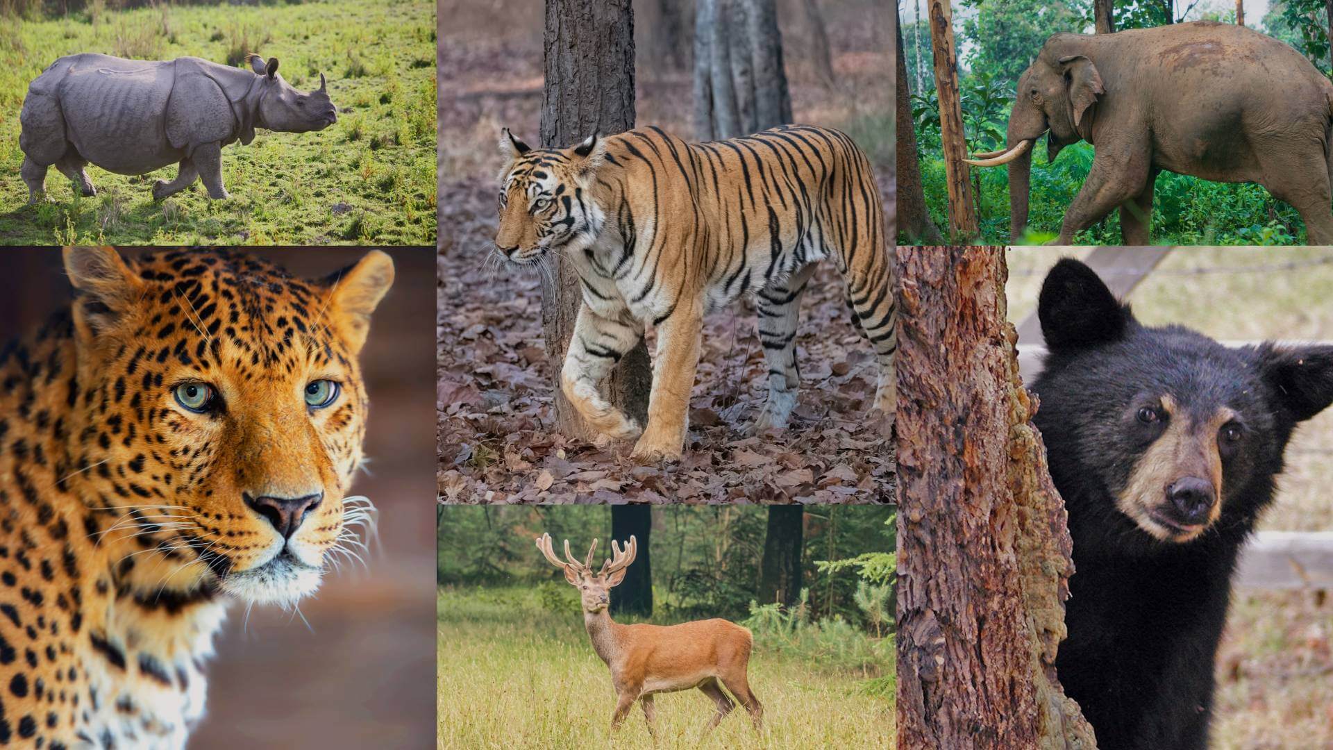 Wildlife